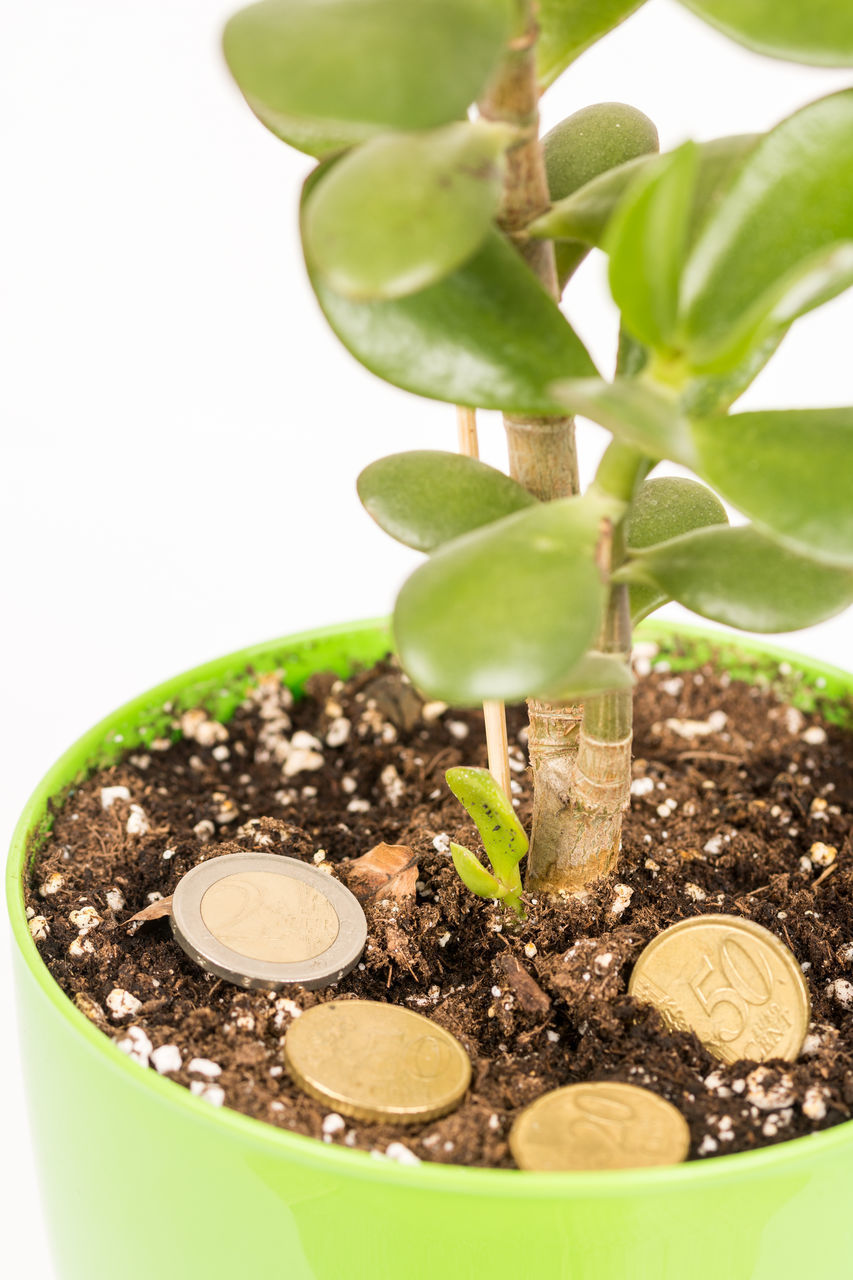 CLOSE-UP OF POTTED PLANT WITH WHITE AND LEAVES