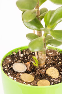 Close-up of potted plant