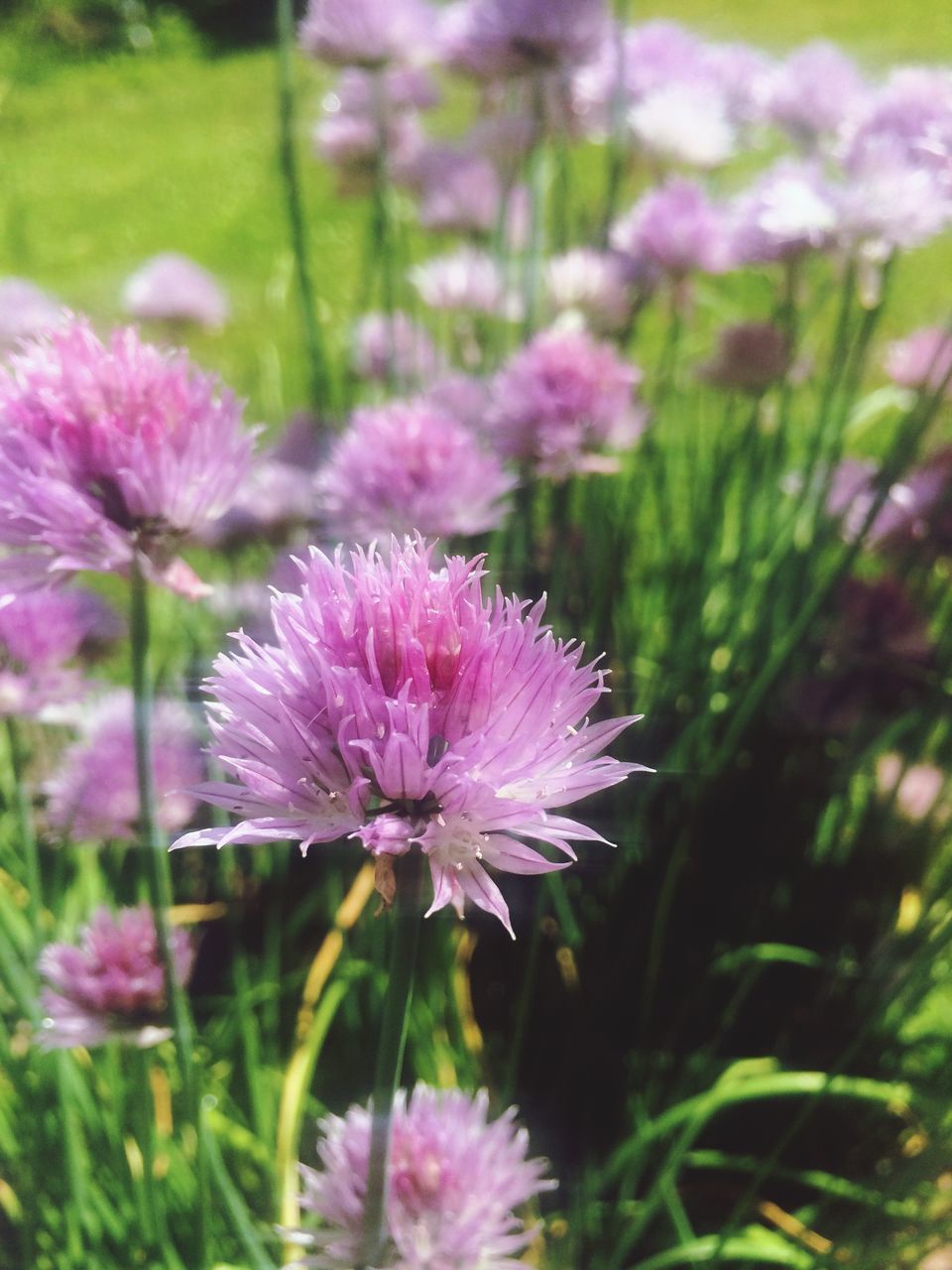 flowering plant, flower, freshness, plant, fragility, vulnerability, beauty in nature, pink color, growth, petal, nature, close-up, inflorescence, flower head, selective focus, day, no people, field, purple, land, outdoors