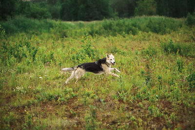 Dog in a field