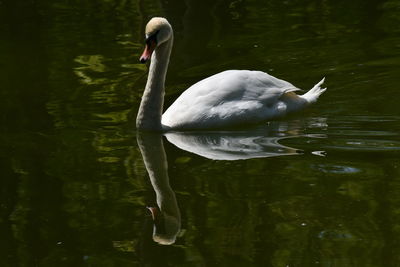 Swan swimming in lake