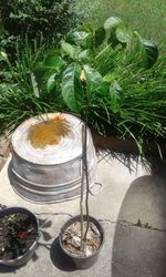 High angle view of potted plant on table in yard