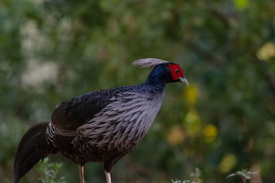 Close-up of bird perching on a field