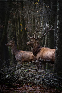 Deer in a forest