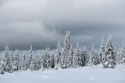 Trees on snow covered field against cloudy sky