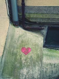 High angle view of red rose on concrete wall