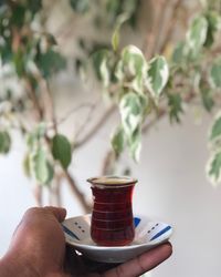 Midsection of person holding drink against plant