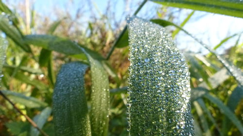 Close-up of fresh green plant against sky