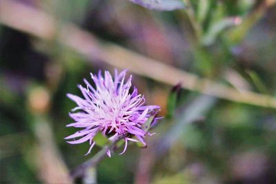 Close-up of pink flower blooming outdoors
