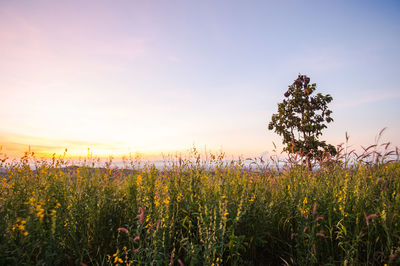 Scenic view of grassy field against sky during sunset