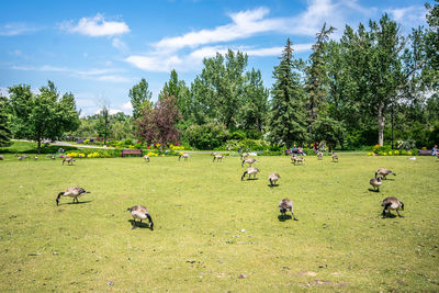 Group of geese feeding in a grass field with trees, flowers and blue sky in background