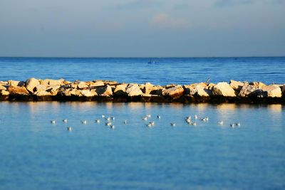 Birds in sea against sky