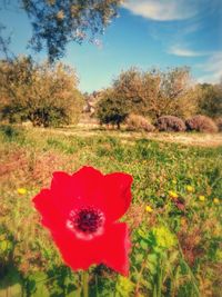 Close-up of red poppy flower