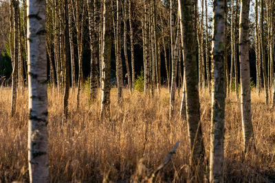 Pine trees in forest