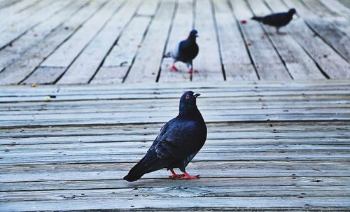 Bird perching on wood