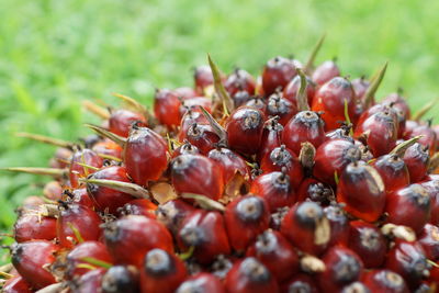 Close-up of cherries