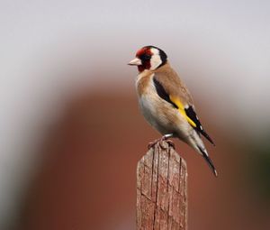 Gold finch perching on wood