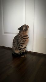 Cat sitting on hardwood floor at home