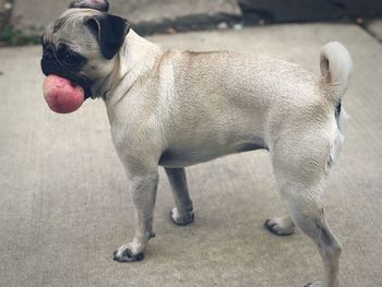 Close-up of dog standing outdoors