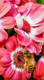 Close-up of bee on flower