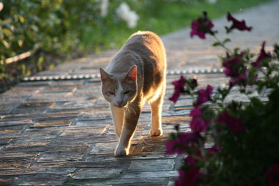 Portrait of a cat