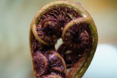 Close-up of fruit