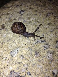 View of snail on footpath