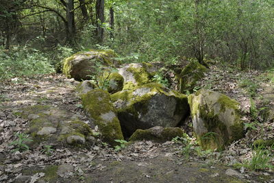 View of animal skull in forest