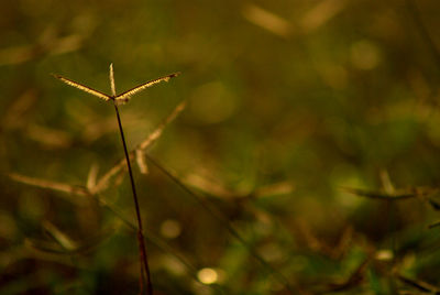 sunlight