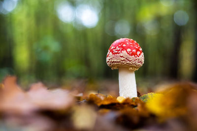 Close-up of fly agaric mushroom