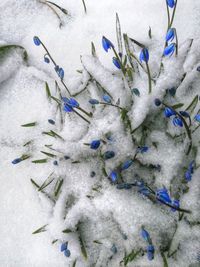 High angle view of snow covered plants