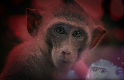 Monkeypox outbreak concept. monkeypox is caused by monkeypox virus. monkeypox is a viral zoonotic