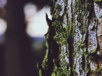 Close-up of moss growing on tree trunk