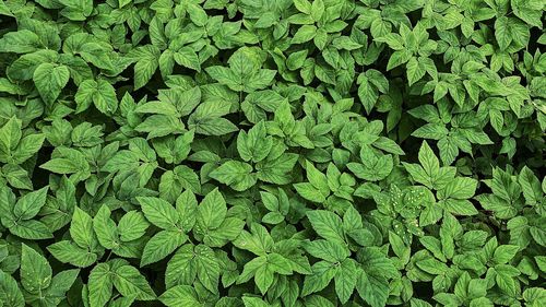 Full frame shot of fresh green plants