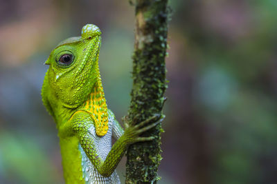 Close-up of lizard on tree