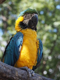 Close-up of blue parrot perching on tree