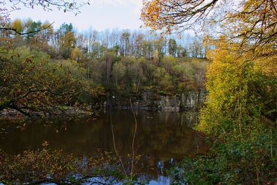 Trees by lake in forest against sky