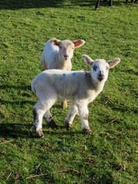 High angle view of sheep on field