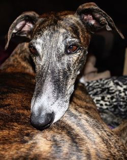 Close-up portrait of a dog