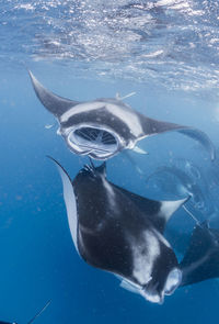 Wide angle view of a school of manta rays, in baa atoll ,madives