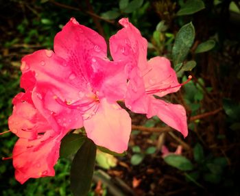 Close-up of wet pink flower