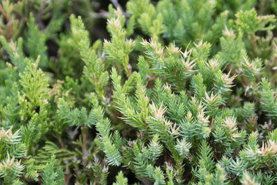 Close-up of fresh green plant in field