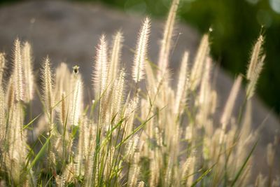 Close-up of stalks in field