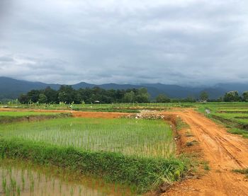 Scenic view of rice field against sky
