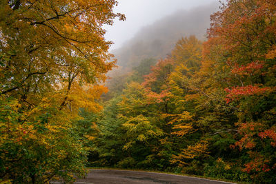 Road amidst trees during autumn