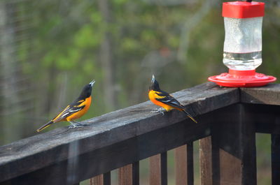 Bird perching on wooden railing