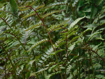 Close-up of fern leaves on tree