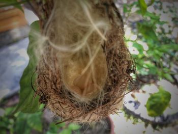 Close-up of bird on plant