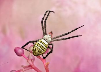 Close-up of argiope spider on flower