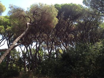 Low angle view of trees against sky